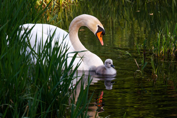 white swan on the lake with chick