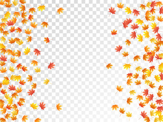 Maple leaves vector illustration, autumn foliage on transparent background.