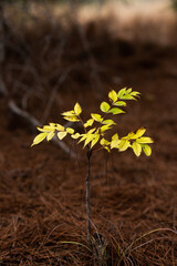 yellow leaf plant 