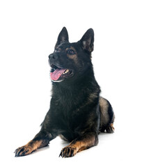 gray german shepherd