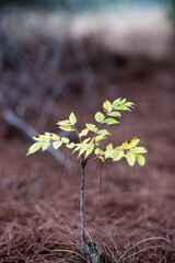 yellow leaf plant 