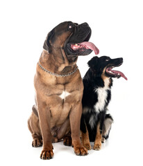 Fototapeta premium cane corso and australian shepherd in studio
