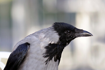 A crow in a park seen in this close-up photo in Istanbul