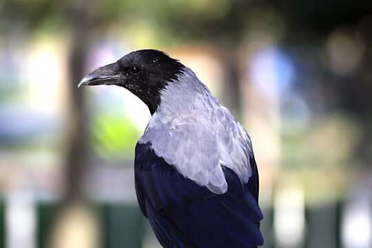 A crow in a park seen in this close-up photo in Istanbul