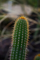 cactus plant