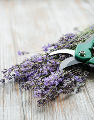 Obraz na płótnie Canvas Seasonal pruning of lavender.