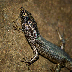 Noronha skink (Trachylepis atlantica) 
