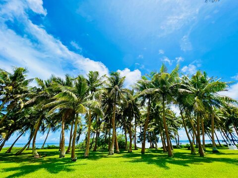 Palms Beyond