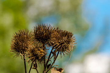 Obraz premium Dry seeds of greater burdock with hooks