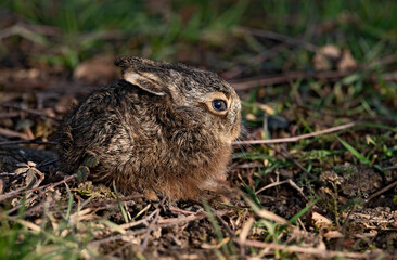 Lièvre brun (Lepus europaeus) levraut au printemps. Alpes. France