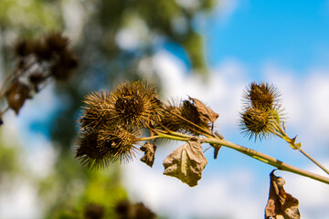 Dry seeds of greater burdock with hooks