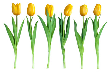 six tulips - obrazy, fototapety, plakaty