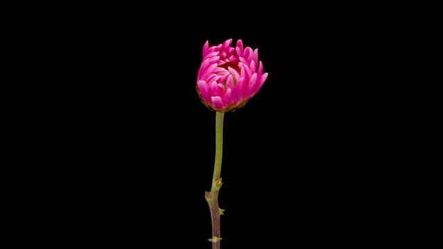 Time-lapse of growing pink Chrysanthemum or chrysanths flower. Spring flower Chrysanthemum blooming on black background.