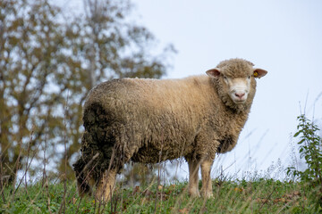 gros plan sur des moutons dans une pâture	

