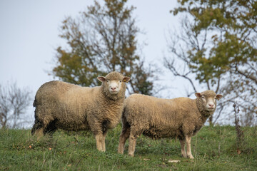 gros plan sur des moutons dans une pâture	
