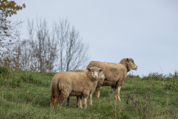 gros plan sur des moutons dans une pâture	
