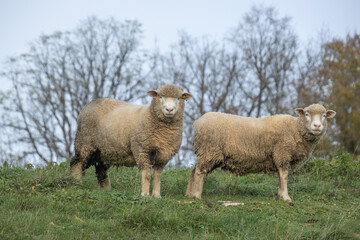 gros plan sur des moutons dans une pâture	
