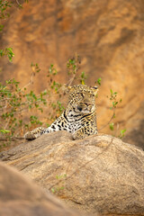Leopard lies on rock by leafy bush
