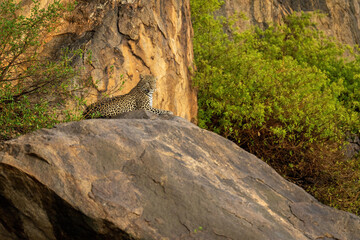 Leopard lies on rock between thick bushes