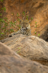 Leopard lies on rock looking at camera