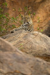 Leopard lies on rock staring at camera