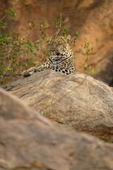 Leopard lies on rock closing her eyes
