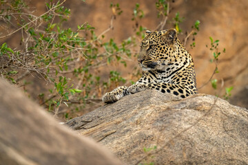 Leopard lies on rock with bushes nearby
