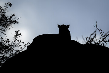 Leopard lies on rock silhouetted against sky