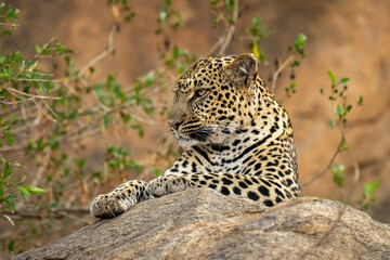 Fototapeta na wymiar Leopard lies on rock with bush behind