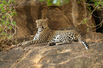 Leopard lies on rock framed by foliage