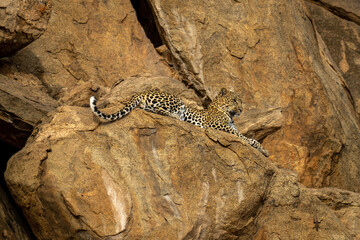 Leopard lies on rock ledge looking down