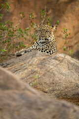 Leopard lies on rock gazing at camera
