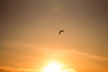 Vögel im Sonnenuntergang