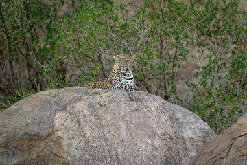 Leopard lies on rock with bushes behind