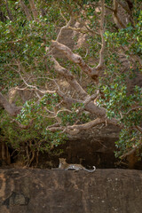 Leopard lies on rock under tangled branches