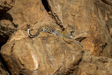 Naklejka premium Leopard lies on rocky ledge looking down