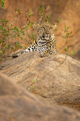 Leopard lying on rock beside leafy bushes