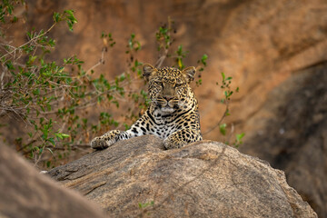 Leopard lying on rock near leafy bush