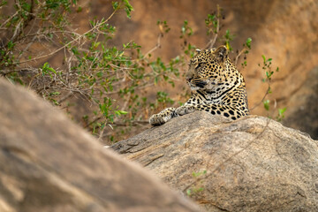 Leopard lying on rock with bushes nearby