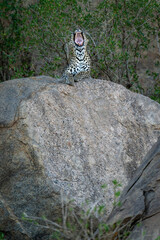 Leopard lies yawning on boulder in trees