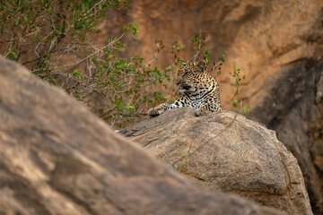 Leopard lying on rock by leafy bush