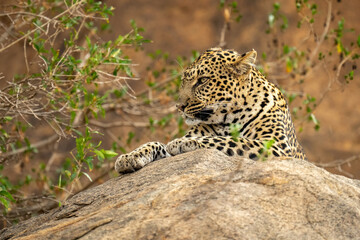 Leopard lying on rock beside leafy bush