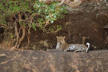 Leopard lying on ledge beside tangled bush