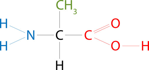 The structure of Alanine. Alanine is an amino acid that has a methyl group side chain.