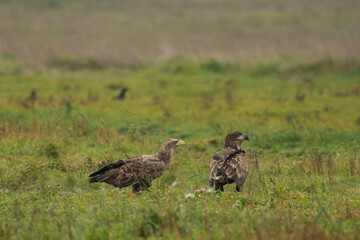 White-tailed Eagle (Haliaeetus albicilla)