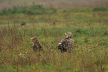 White-tailed Eagle (Haliaeetus albicilla)