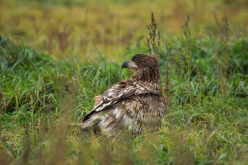 White-tailed Eagle (Haliaeetus albicilla)