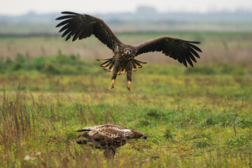White-tailed Eagle (Haliaeetus albicilla)