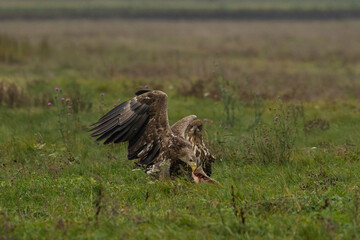 White-tailed Eagle (Haliaeetus albicilla)