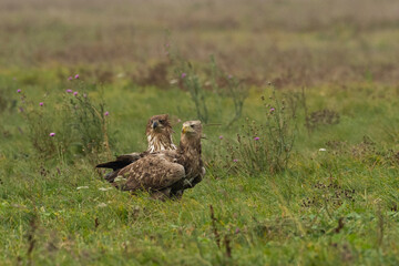 White-tailed Eagle (Haliaeetus albicilla)